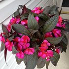 i can’t get over these impatiens. the pics don’t even capture how bright & beautiful they are in person.