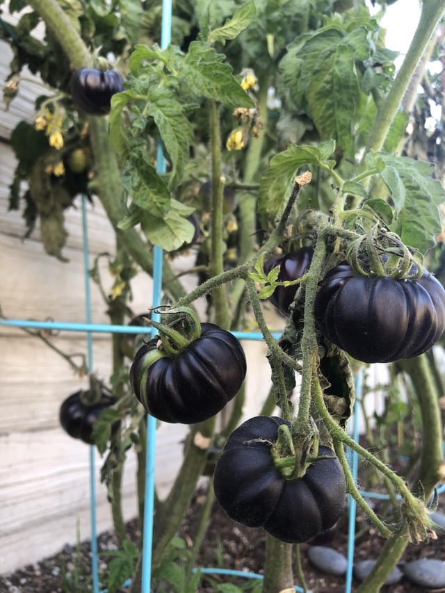 since we’re all going goth, here are my black beauties showing their true colors