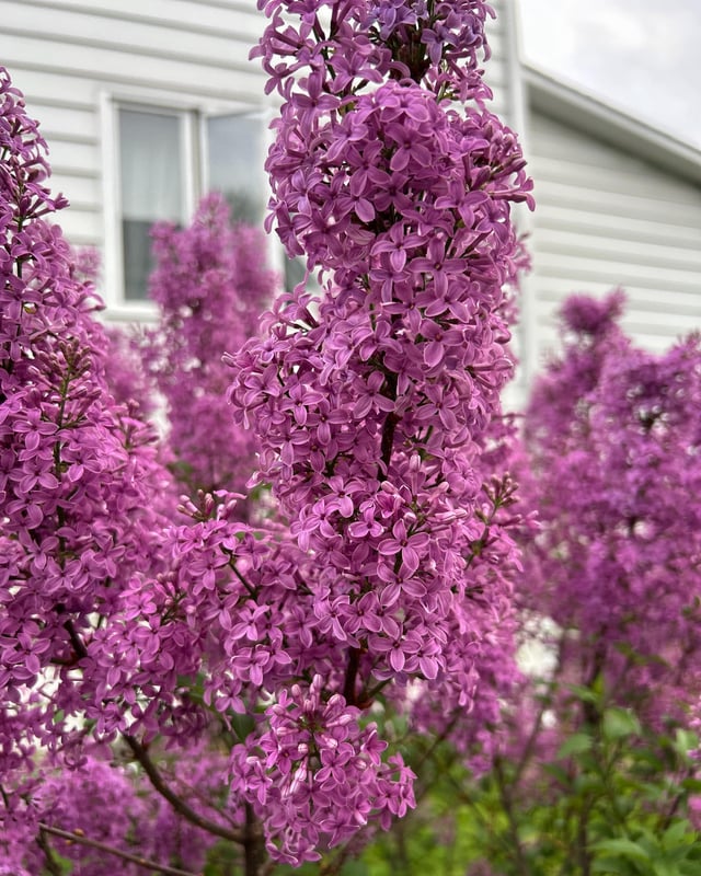 Just admiring my lilacs – Reddit Post