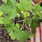 Redcurrants eaten?