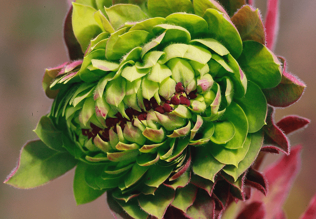 audrey euphorbia amygdaloides. perhaps i have an overactive imagination but this photo reminded me of audrey from little shop of horrors🙃.