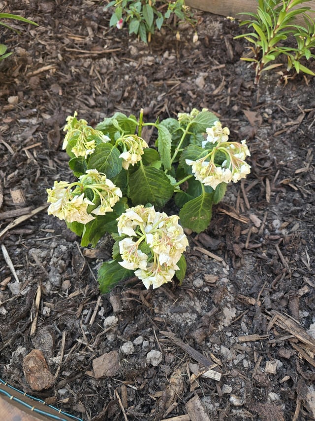 i planted a rhododendron in flowerbed the other day and i've noticed that since this morning its gone wilted like in pic, is it dying or maybe just shock? any advice would be amazing