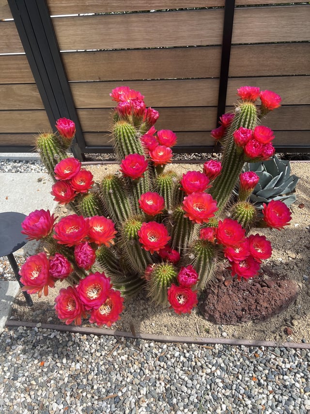 echinopsis in full bloom