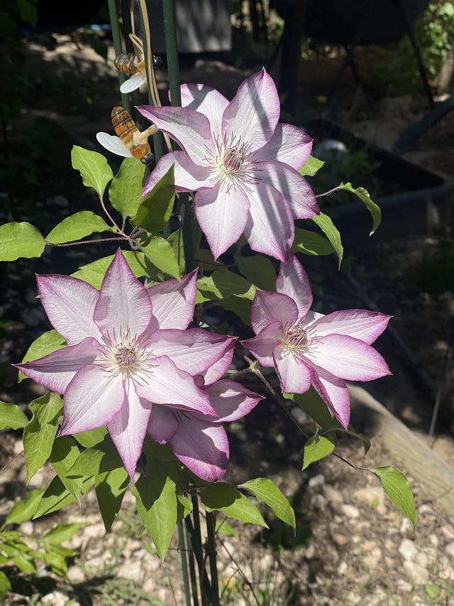 my first clematis of the year blooming, omoshiro.