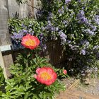 peonies day