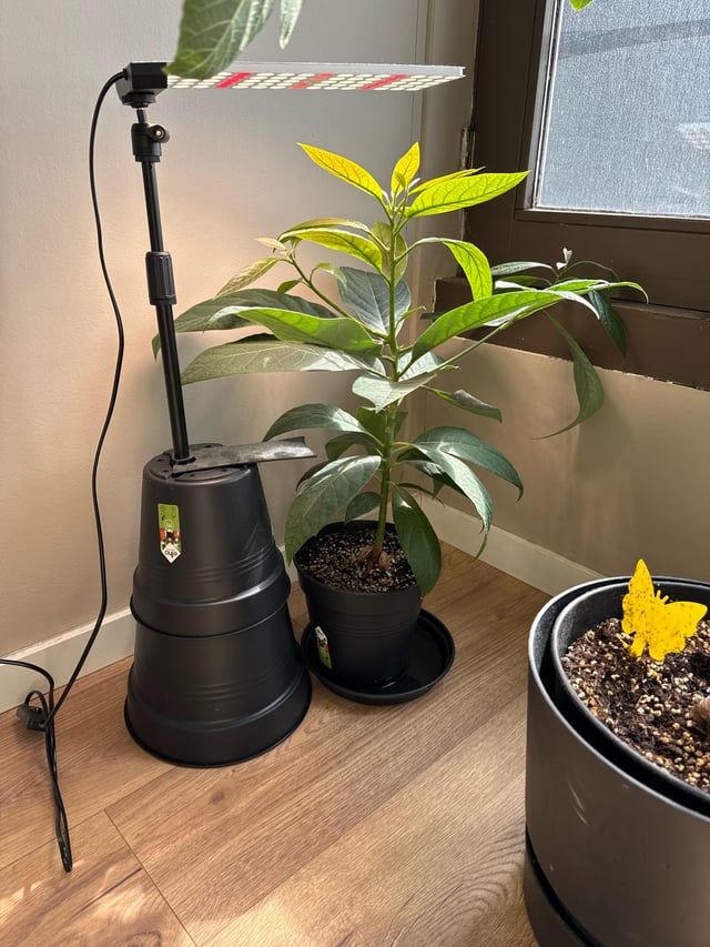 little tree avocado tree of approx. 10 months old