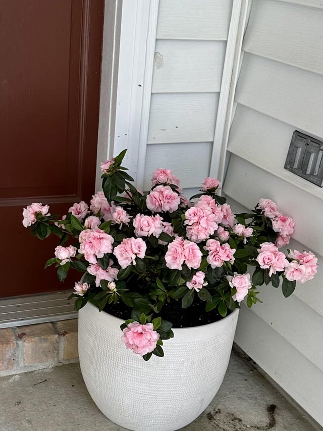 does anyone know what type of azalea this is that i got from trader joe’s?