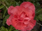 some backyard roses in bloom from my garden.