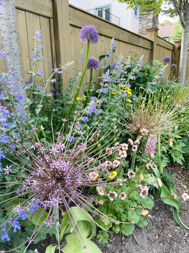 my wild, wonderful may garden brings me so much joy 💗🌸