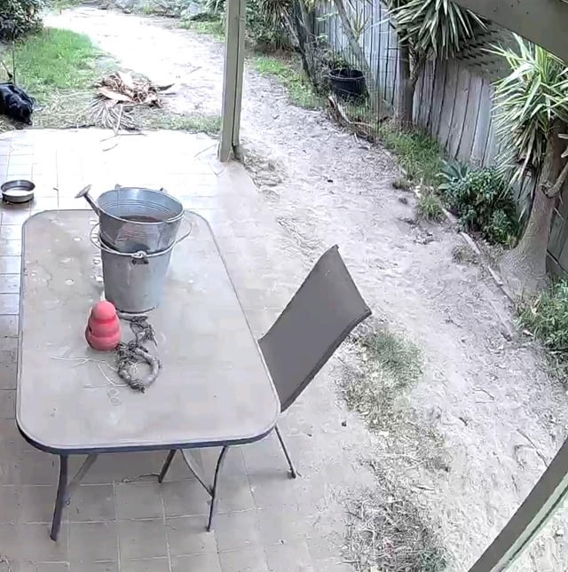 so we adopted a monster! best option for new lawn?