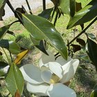 my first bloom