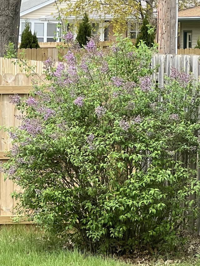 Lilac bush… first blooms in 3 years. – Reddit Post