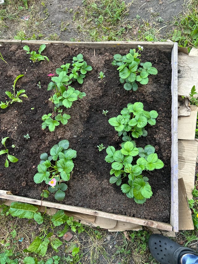 i didn’t even realise you could get pink strawberry flowers. the red ones are from last year, i got the white and pink this year.