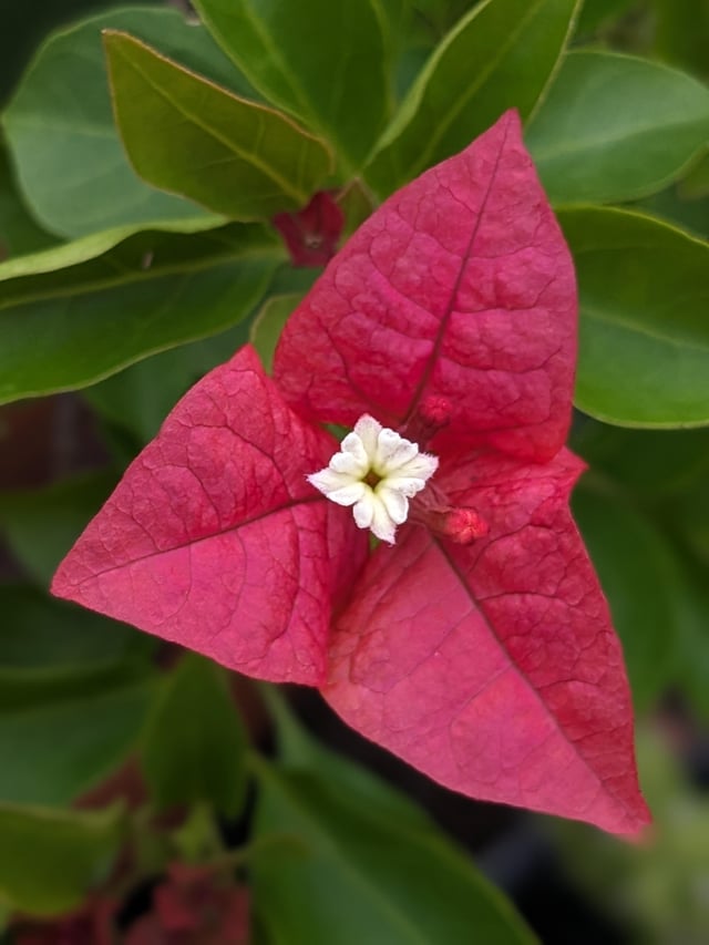bougainvillea flower