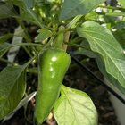 is this going to turn red?