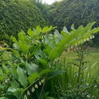 solomon seal looking impressive this morning.