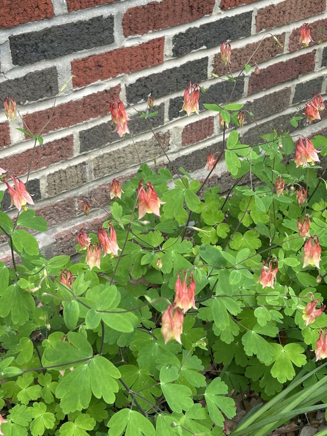 Just moved into a new house and found these all over the garden. Any idea on what they might be? – Reddit Post