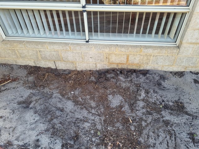 new to gardening, found old tree roots next to slab, what to do?