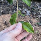 lilly pilly deficiency