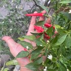 "accidentally" grew some chillies