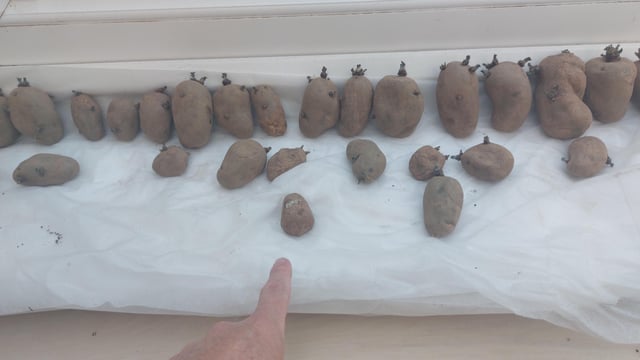 Potatoes 🥔 😆