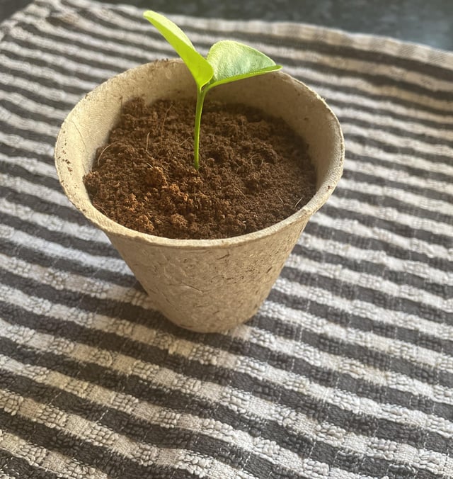orange tree advice