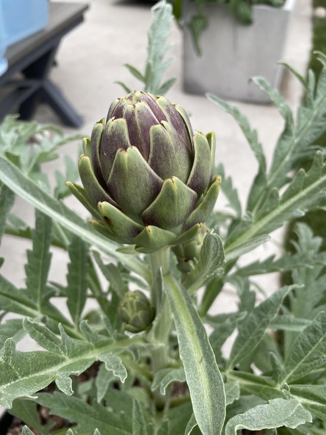 is she ready to harvest?