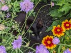 our little garden panther
