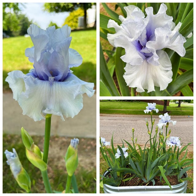 my first time growing irises!!!