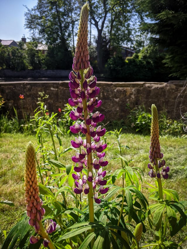 love lupin season