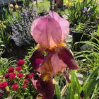blooms