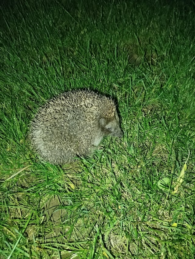 looks like i have a new pet