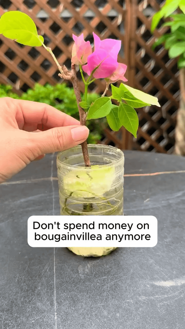 Bougainvillea propagation guide