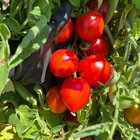Started from seeds… now we’re here! My first successful tomato harvest. – Reddit Post