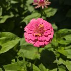 first time panting zinnias