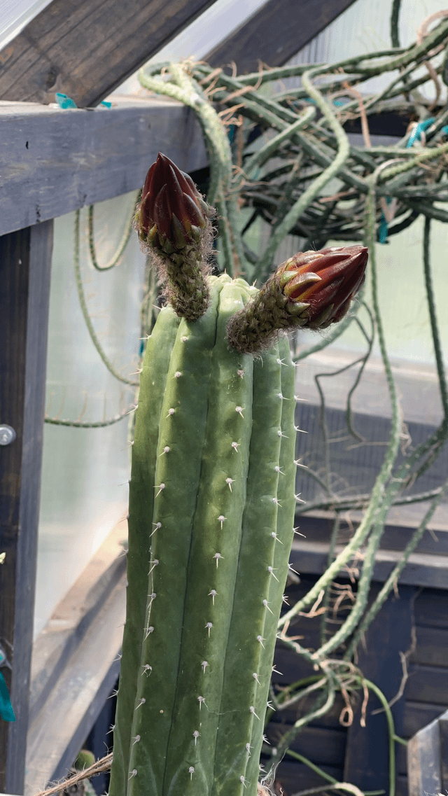 help me name my cactus!