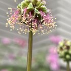 majestic salad burnets.