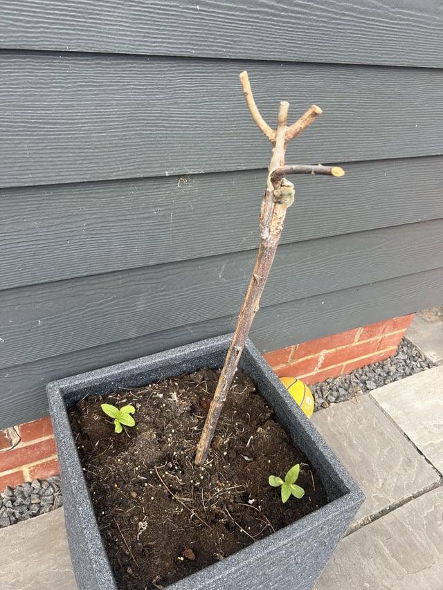 Is this revivable?