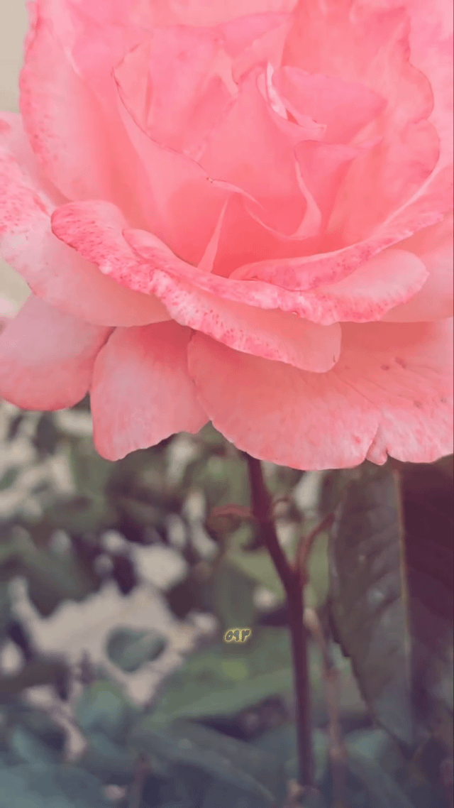 pink rose