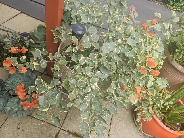 name this plant
