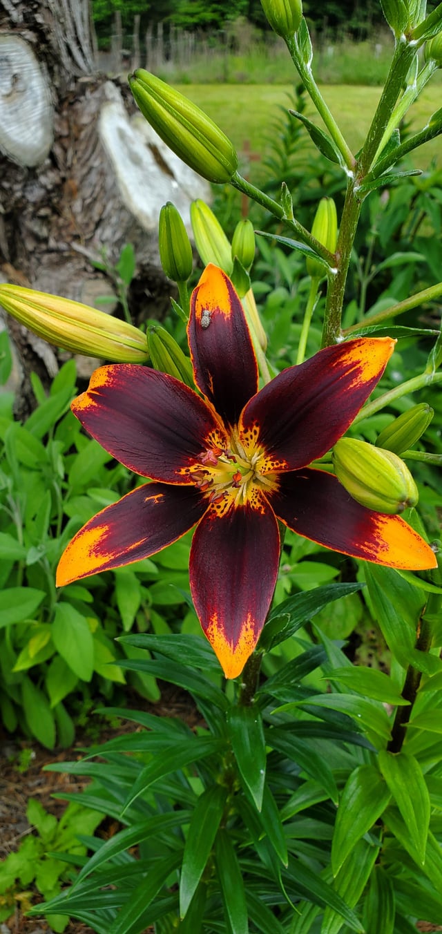 the lily garden is back. i love this flower.