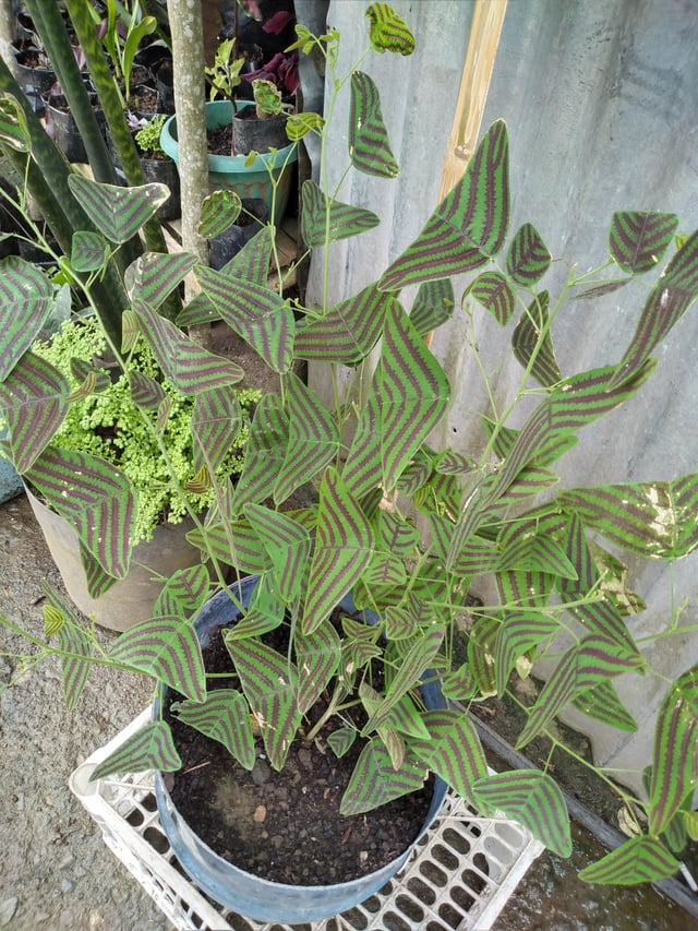 Butterfly Plant – Reddit Post