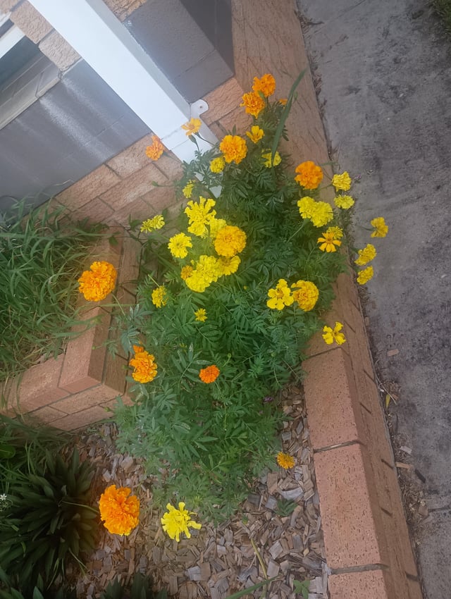planted marigolds. 3 months later.