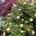 roses in my garden is blooming, anyone know what kind of roses they are?