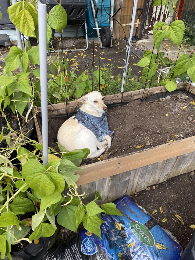 How do i remove this Pest🤣🤣 – Reddit Post