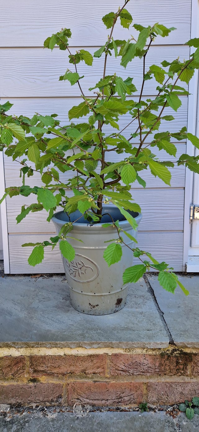 a few years ago a squirrel tried to grow a new home in my borders instead of pulling it out and chucking it i decided to grow it in a pot. my question is... what have i got?