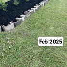 lilly pilly select 3 months growth