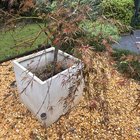 any idea what type of japanese maple this is?