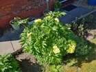 peony flowering update!
