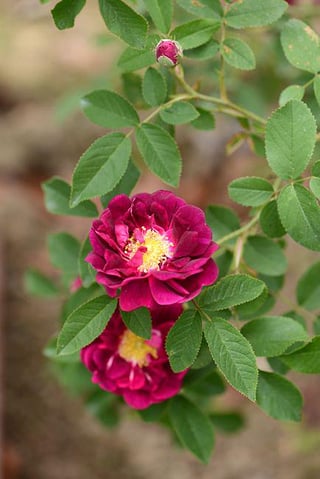 I just want to share it’s first blooms – Reddit Post